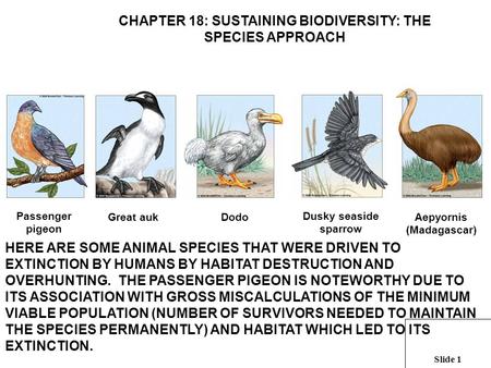 Slide 1 Passenger pigeon Great aukDodo Dusky seaside sparrow Aepyornis (Madagascar) CHAPTER 18: SUSTAINING BIODIVERSITY: THE SPECIES APPROACH HERE ARE.