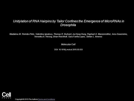 Uridylation of RNA Hairpins by Tailor Confines the Emergence of MicroRNAs in Drosophila Madalena M. Reimão-Pinto, Valentina Ignatova, Thomas R. Burkard,