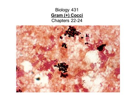 Biology 431 Gram (+) Cocci Chapters 22-24. Staphylococcus Major groups - coagulase (+) aureus vs. (-) others. External Structures Capsule - polysaccharide,