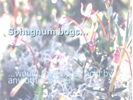 Sphagnum bogs… Sphagnum bogs… …would they be as acid by any other name?