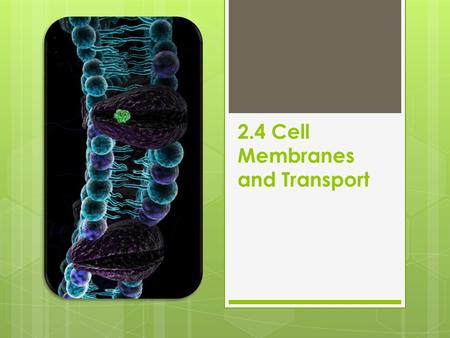 2.4 Cell Membranes and Transport