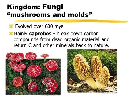 Kingdom: Fungi “mushrooms and molds” z Evolved over 600 mya zMainly saprobes - break down carbon compounds from dead organic material and return C and.