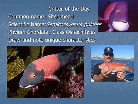 Critter of the Day Common name: Sheephead Scientific Name:Semicossyphus pulcher Phylum Chordata; Class Osteichthyes Draw and note unique characteristics.