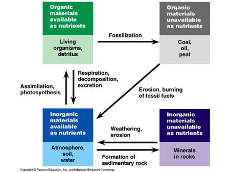 Lindeman 1942 External energy source PRIMARY PRODUCERS CONSUMERSDECOMPOSERS ABIOTIC ENVIRONMENT Figure 51.1.