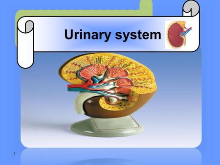 Urinary system.