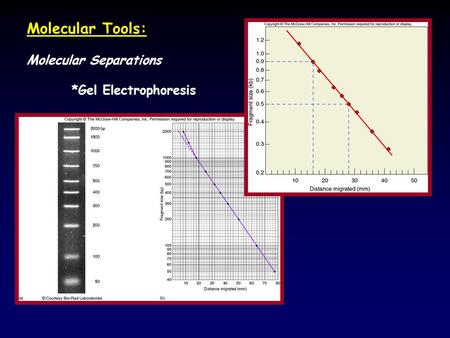 Molecular Tools: Molecular Separations *Gel Electrophoresis.