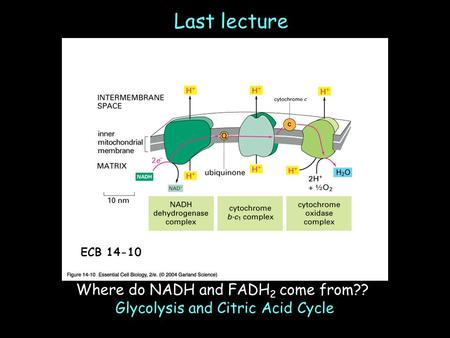 Last lecture Where do NADH and FADH 2 come from?? Glycolysis and Citric Acid Cycle ECB 14-10.