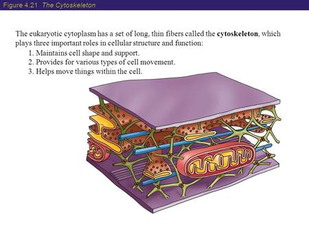 The eukaryotic cytoplasm has a set of long, thin fibers called the cytoskeleton, which plays three important roles in cellular structure and function: