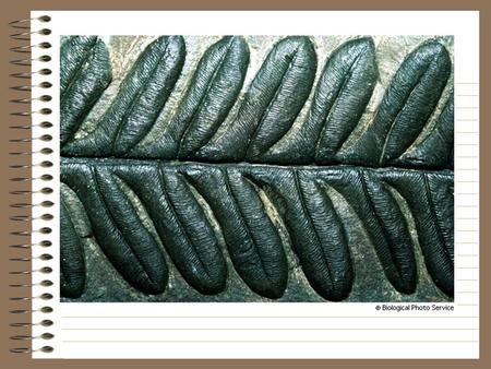 Evidences of Evolution 1. Fossils 2. Comparative Morphology –Bessey’s Dicta.