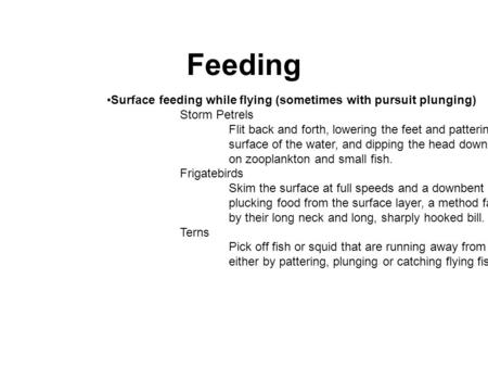 Feeding Surface feeding while flying (sometimes with pursuit plunging) Storm Petrels Flit back and forth, lowering the feet and pattering the surface of.