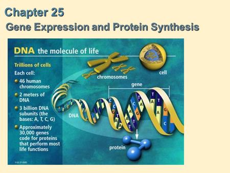 Chapter 25 Gene Expression and Protein Synthesis Gene Expression and Protein Synthesis.