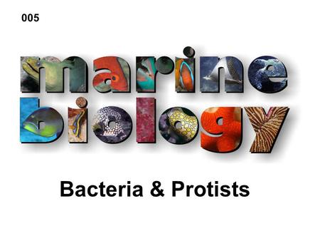 Bacteria & Protists 005. Kingdom Monera Species number low (~17, 000) Changing as we learn more Two Divisions Eubacteria (Bacteria & Cyanobacteria) Archaebacteria.