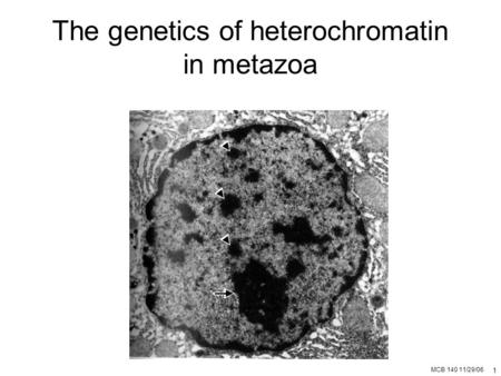 MCB 140 11/29/06 1 The genetics of heterochromatin in metazoa.