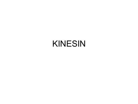 KINESIN. Microtubules Questions How much ATP is hydrolysed per step? How many rate-limiting steps are there? What is the mechanism of movement? Analyse.