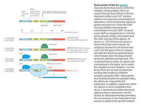 Dual control of the lac operon. Glucose and lactose levels control the initiation of transcription of the lac operon through their effects on the lac repressor.