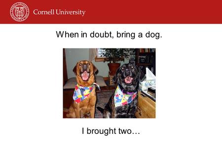 When in doubt, bring a dog. I brought two…. Who is Lisa, anyway? Literature/Anthropology Major Print Journalist –Ithaca Times –College Rag Freelance Journalist.