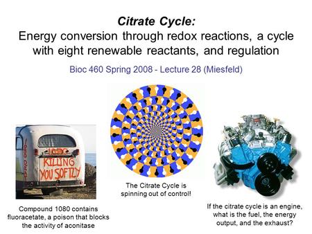 Citrate Cycle: Energy conversion through redox reactions, a cycle with eight renewable reactants, and regulation Bioc 460 Spring 2008 - Lecture 28 (Miesfeld)