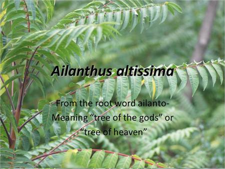 Ailanthus altissima From the root word ailanto- Meaning “tree of the gods” or “tree of heaven”