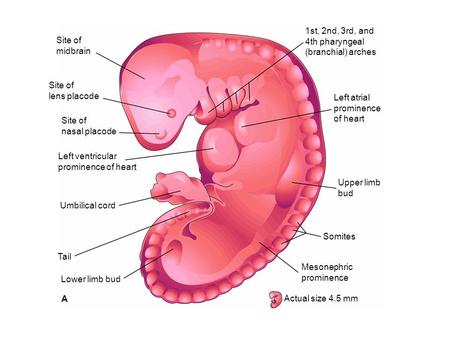 A Site of midbrain 1st, 2nd, 3rd, and 4th pharyngeal (branchial) arches Left atrial prominence of heart Upper limb bud Somites Actual size 4.5 mm Mesonephric.