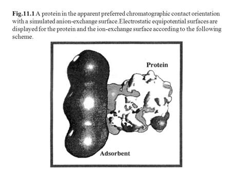 Fig.11.1 A protein in the apparent preferred chromatographic contact orientation with a simulated anion-exchange surface.Electrostatic equipotential surfaces.