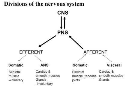 Divisions of the nervous system