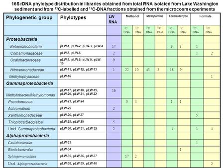 16S rDNA phylotype distribution in libraries obtained from total RNA isolated from Lake Washington sediment and from 13 C-labelled and 12 C-DNA fractions.