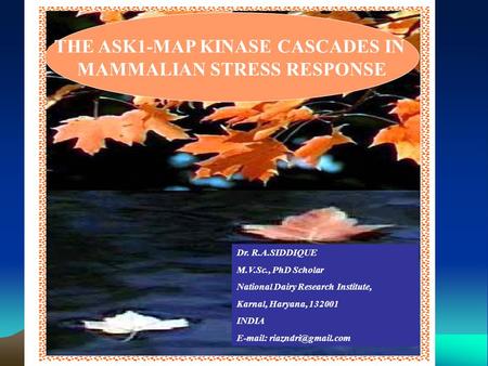 Dr. R.A.SIDDIQUE M.V.Sc., PhD Scholar National Dairy Research Institute, Karnal, Haryana, 132001 INDIA   THE ASK1-MAP KINASE CASCADES.