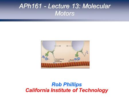 APh161 - Lecture 13: Molecular Motors Rob Phillips California Institute of Technology.