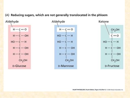 the most commonly translocated sugar Radioactive tracer / NMR The mass transfer rate of phloem: 1 to 15 g / h cm 2 The movement velocity xylem 30 to.