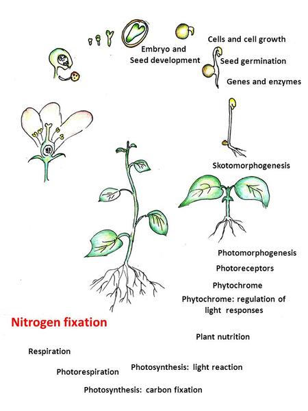 Skotomorphogenesis Seed germination Genes and enzymes Embryo and Seed development Photomorphogenesis Photoreceptors Phytochrome Cells and cell growth Phytochrome: