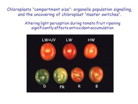 Altering light perception during tomato fruit ripening significantly affects antioxidant accumulation LW+UVLWHW D FR RB Chloroplasts “compartment size”: