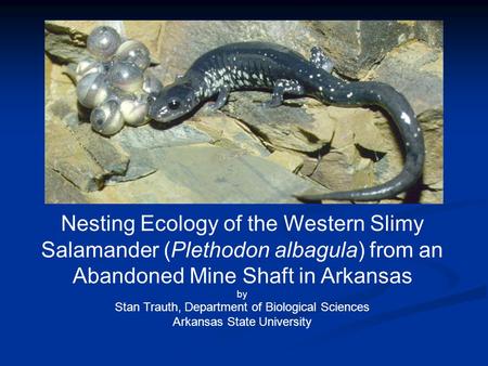 Nesting Ecology of the Western Slimy Salamander (Plethodon albagula) from an Abandoned Mine Shaft in Arkansas by Stan Trauth, Department of Biological.