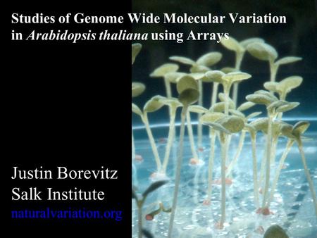 Studies of Genome Wide Molecular Variation in Arabidopsis thaliana using Arrays Justin Borevitz Salk Institute naturalvariation.org.