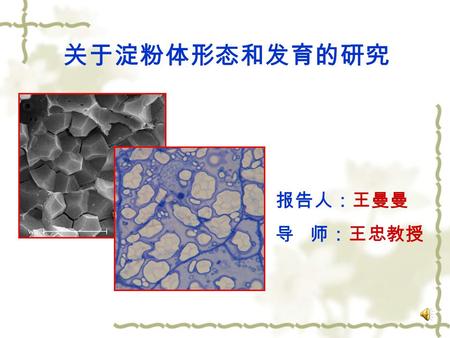 关于淀粉体形态和发育的研究 报告人：王曼曼 导 师：王忠教授. 研究现状 研究内容 实验材料与方法 初步实验结果 下一步工作计划 选题依据.