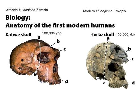 Archaic H. sapiens Zambia Modern H. sapiens Ethiopia 160,000 ybp 300,000 ybp.