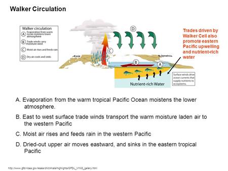 A. Evaporation from the warm tropical Pacific Ocean moistens the lower atmosphere. B. East to west surface trade winds transport the warm moisture laden.