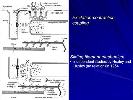 Excitation-contraction coupling Sliding filament mechanism independent studies by Huxley and Huxley (no relation) in 1954.