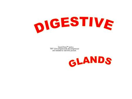 Liver carbohydrate metabolism lipid metabolism protein & AA metabolism synthesis of plasma proteins vitamin metabolism digestion (bile synthesis) detoxification.