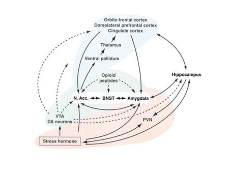 FIGURE 4 Responses of dopamine neurons to unpredicted primary reward (top) and the transfer of this response to progressively earlier reward-predicting.