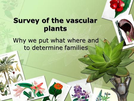 Survey of the vascular plants Why we put what where and to determine families.