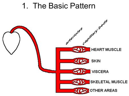 1. The Basic Pattern. 2. Fig. 21-5 3. During digestion of a meal.