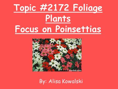 Topic #2172 Foliage Plants Focus on Poinsettias By: Alisa Kowalski.