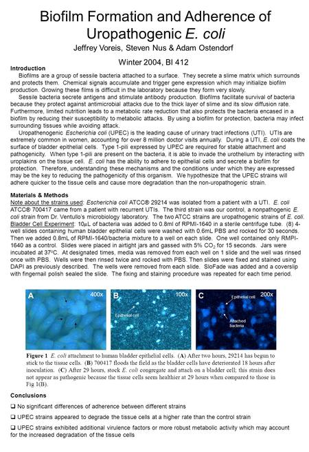 400x100x200x ABC Epithelial cell Attached bacteria Figure 1 E. coli attachment to human bladder epithelial cells. (A) After two hours, 29214 has begun.