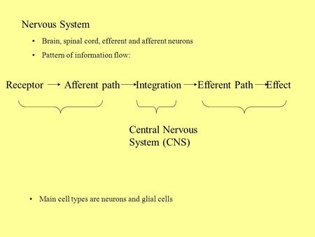 Nervous System Brain, spinal cord, efferent and afferent neurons Pattern of information flow: Receptor Afferent path Integration Efferent Path Effect Central.