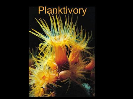 Planktivory. Sponges Filter feeding in Aurelia (Moon Jelly) Jellyfish.