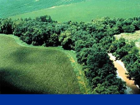 Types of fresh water-created patches Rarely covered by water: Rarely covered by water: River floodplains- aka riparian zone River floodplains- aka riparian.