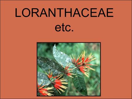 LORANTHACEAE etc.. Angiosperm Phylogeny Group Tree for Flowering Plants magnoliids monocots.