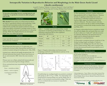 Intraspecific Variation in Reproductive Behavior and Morphology in the Male Green Anole Lizard (Anolis carolinensis) Joseph R. Vandecar 1, Michele A. Johnson.