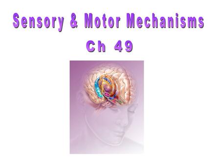 The brain’s processing of sensory input & motor output is cyclical rather than linear Sensations: stimulus to the brain Perceptions: interpretation of.