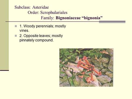 Subclass: Asteridae Order: Scrophulariales Family: Bignoniaceae “bignonia” 1. Woody perennials; mostly vines. 2. Opposite leaves; mostly pinnately compound.